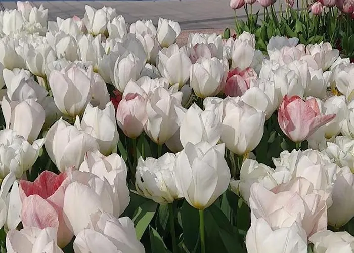 Vanti Al Garda Apartment *