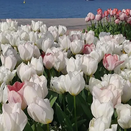 Vanti Al Garda Appartamento *